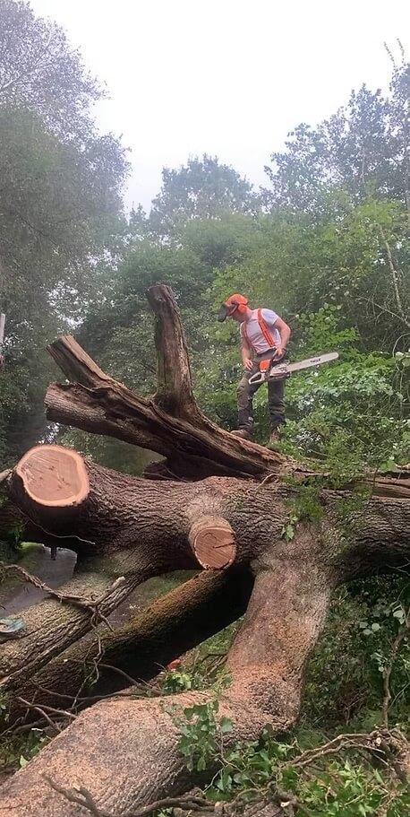 Tree Clearance Service