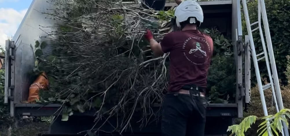 Tree Clearance