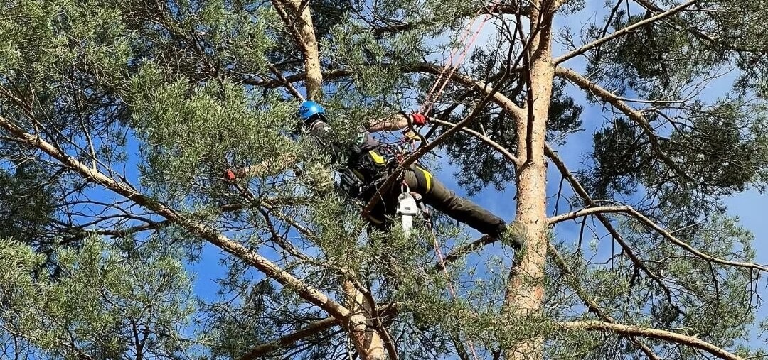 Tree Surgery 
