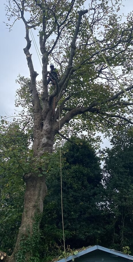 Tree Surgery Service